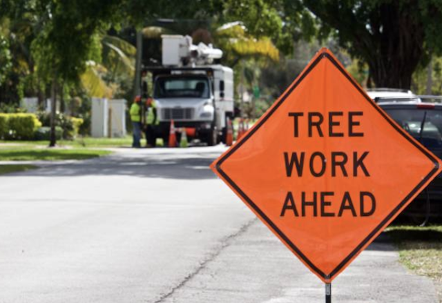 tree removal Springville ut