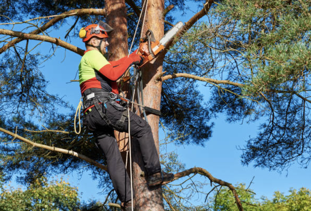 tree trimming Highland ut