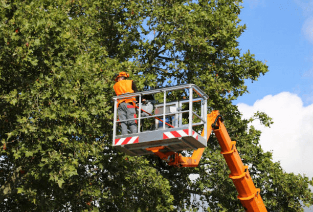 tree trimming utah