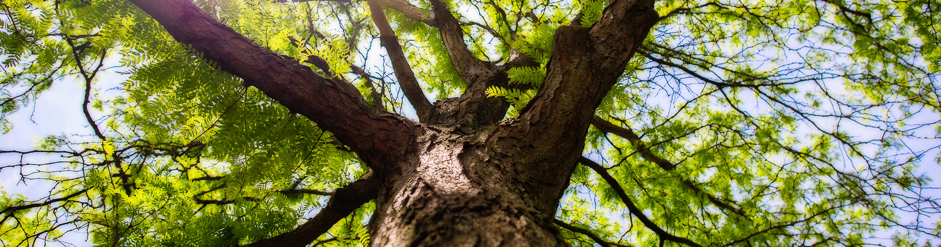 UC Tree Care