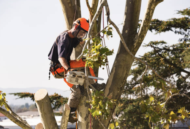 tree removal utah