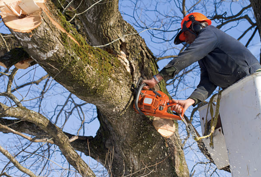 tree trimming utah ut