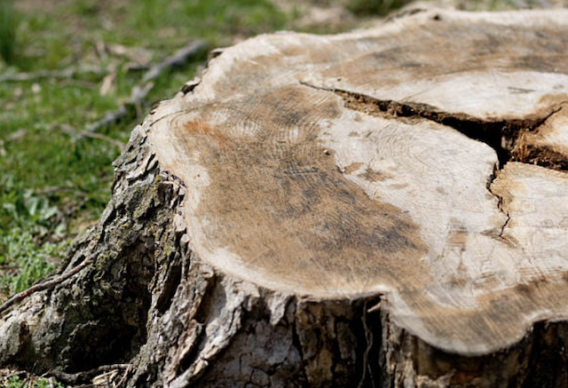 stump grinding Fairfield ut